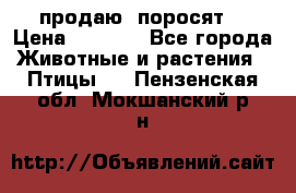 продаю  поросят  › Цена ­ 1 000 - Все города Животные и растения » Птицы   . Пензенская обл.,Мокшанский р-н
